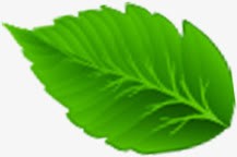 绿色清晰脉络树叶春天植物png免抠素材_88icon https://88icon.com 春天 树叶 植物 清晰 绿色 脉络