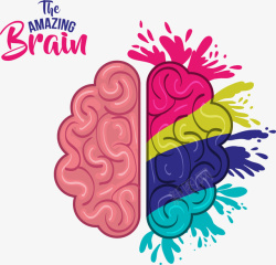 彩色大脑矢量图素材
