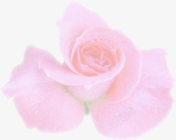 粉色浪漫玫瑰花朵素材