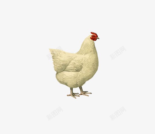 白色的母鸡png免抠素材_88icon https://88icon.com 动物 白色母鸡 自然 鸡