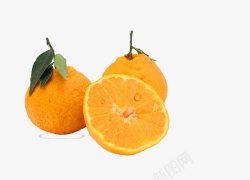 柑橘水果四川特产丑桔素材