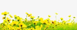 黄色郊外花朵草地风景素材