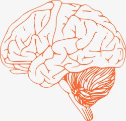 大脑解剖人体器官素材