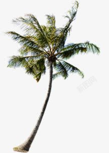 狂风中的椰子树素材