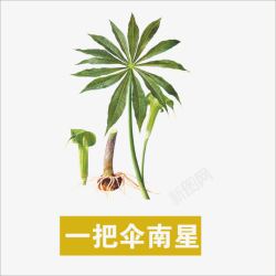 一把伞南星素材