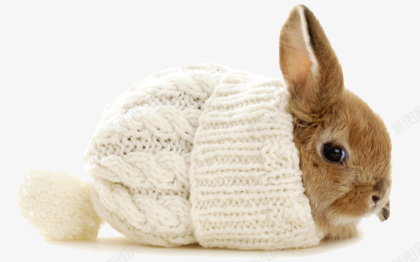 可爱的兔子png免抠素材_88icon https://88icon.com 兔子 动物 可爱 哺乳动物 帽子