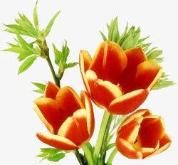 手绘橙色花卉插画素材