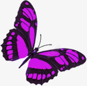 水彩紫色蝴蝶无框画png免抠素材_88icon https://88icon.com 水彩 紫色 蝴蝶