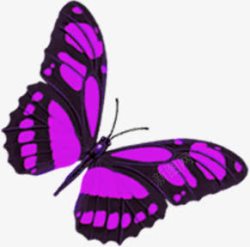水彩紫色蝴蝶无框画素材