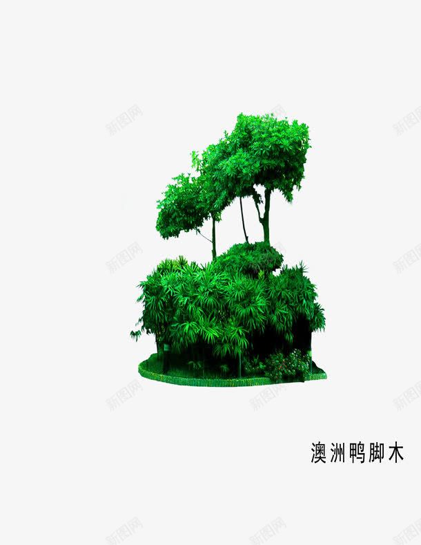 木本植物psd免抠素材_88icon https://88icon.com 澳洲鸭脚木 灌木丛 绿色