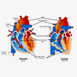 心脏解剖关系图素材