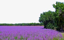 紫色薰衣草风景四素材