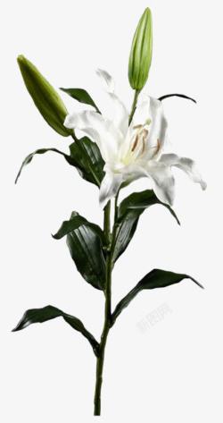 水彩白色花朵花苞素材