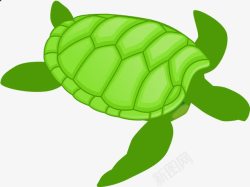 大海龟大海龟高清图片