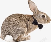 带领结的灰兔带领结的灰兔高清图片