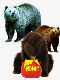 站立的棕熊站立的的高大棕熊高清图片