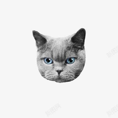 一个神情专注的猫头png免抠素材_88icon https://88icon.com 一个 实物 猫头 神情专注