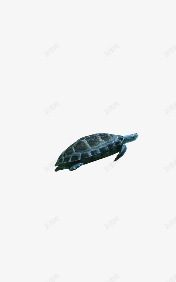 一只爬行的乌龟png免抠素材_88icon https://88icon.com 一只爬行的乌龟