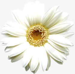 摄影海报活动白色花朵素材