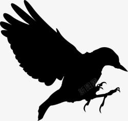 飞禽乌鸦黑色乌鸦高清图片