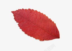 秋叶树叶火红色的叶子素材