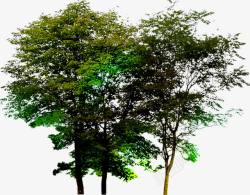园林环境美景树木素材