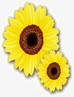 黄色太阳花素材