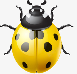 黄色甲壳虫手绘黄色的瓢虫图高清图片