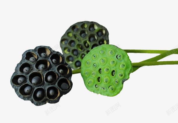 成熟的莲蓬png免抠素材_88icon https://88icon.com 清热 绿色 莲子 莲蓬 黑色