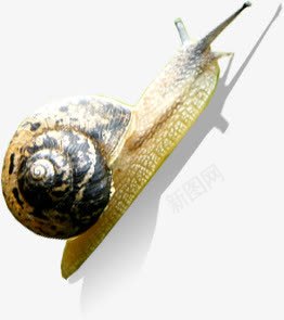 蜗牛海报装饰png免抠素材_88icon https://88icon.com 海报 蜗牛 装饰