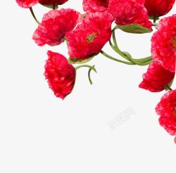 一片红色花朵装饰素材