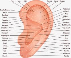 耳朵矢量图素材