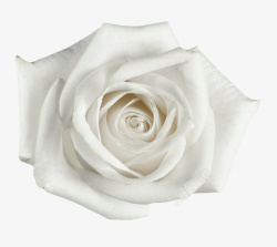 白色有观赏性玫瑰一朵大花实物素材