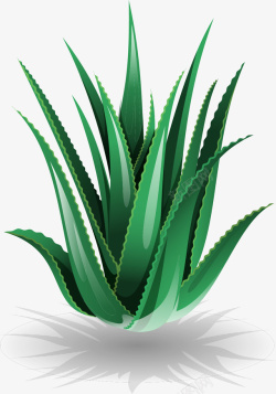 手绘芦荟矢量图素材