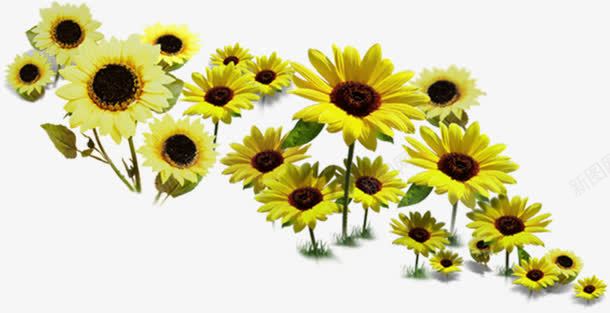 手绘黄色可爱向日葵装饰png免抠素材_88icon https://88icon.com 可爱 向日葵 装饰 黄色