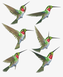 鸟模型六只不同形态的鸟高清图片