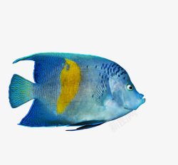 发光蓝色带黄色斑点的鱼素材