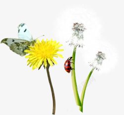 停驻花丛的蝴蝶素材