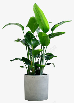 植物元素绿植植物室内装饰盆栽高清图片