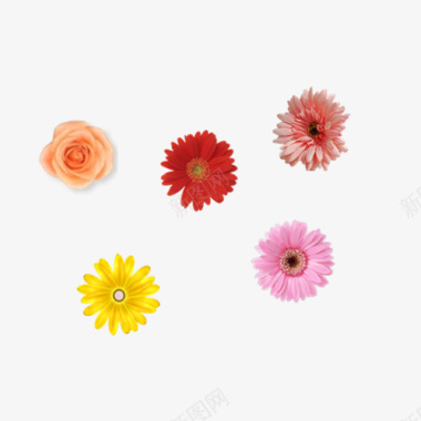 花朵花朵图标图标