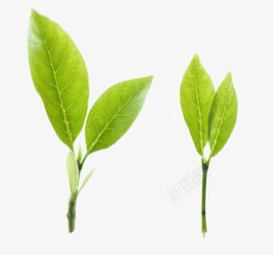 清新嫩芽素材
