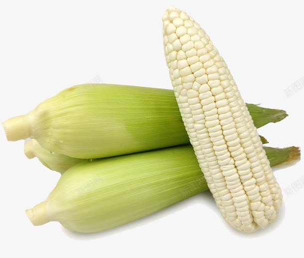 采摘鲜玉米png免抠素材_88icon https://88icon.com 糯玉米