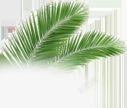 摄影白底椰子树效果素材