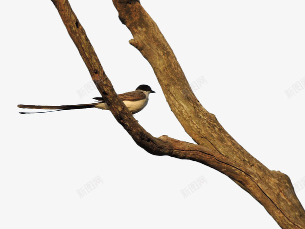鸟站在树干上png免抠素材_88icon https://88icon.com 动物 树干 植物 环境 鸟