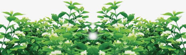 植物海报绿色树叶花朵png免抠素材_88icon https://88icon.com 树叶 植物 海报 绿色 花朵