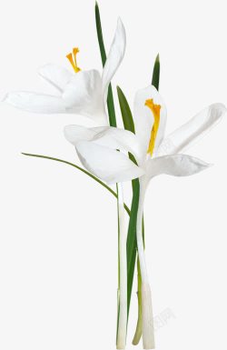 植物白色花朵叶子修饰素材