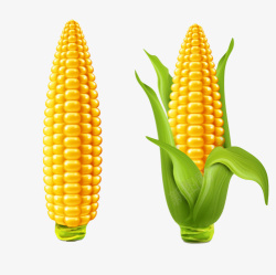 令人有食欲的水嫩玉米素材