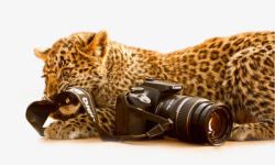 高级单反实拍美洲豹撕咬单反摄像机高清图片
