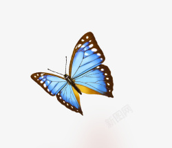 蓝色蝴蝶素材