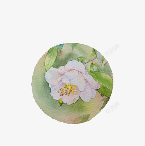 手绘山茶花png免抠素材_88icon https://88icon.com 手绘 白茶花 花朵 茶花 设计